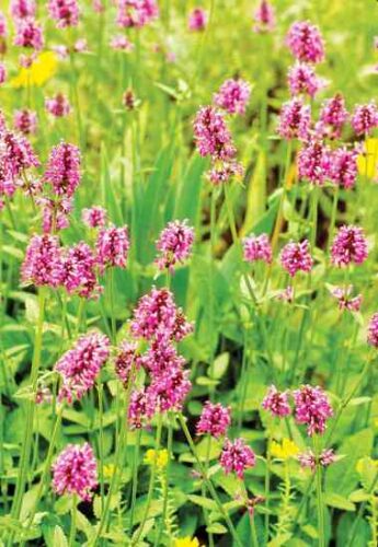 Herb to Know: Wood Betony